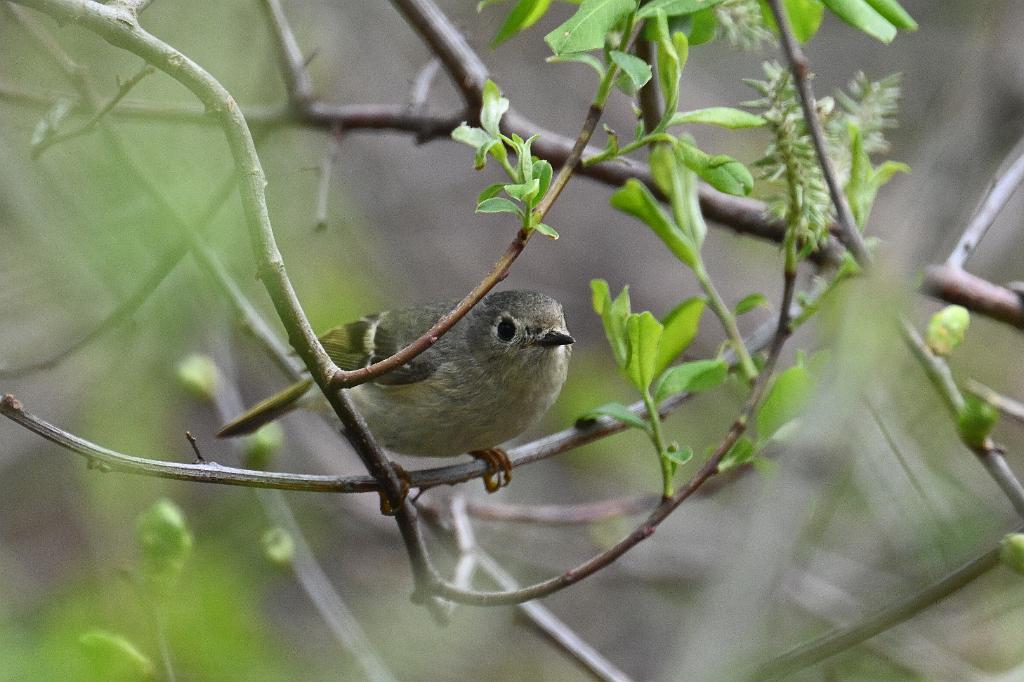 Kinglet, Ruby-crowned, 2025-05077582 Parker River NWR, MA.JPG - Ruby-crowned Kinglet. Parker River National Wildlife Refuge, MA, 5-7-2025
